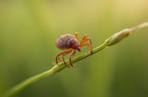 effective tick prevention strategies revealed