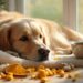 natural remedies for canine arthritis