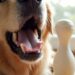 prevent canine dental disease proactively